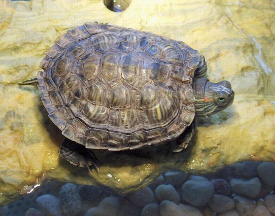 Turtle 001.preview Turtle 001.preview